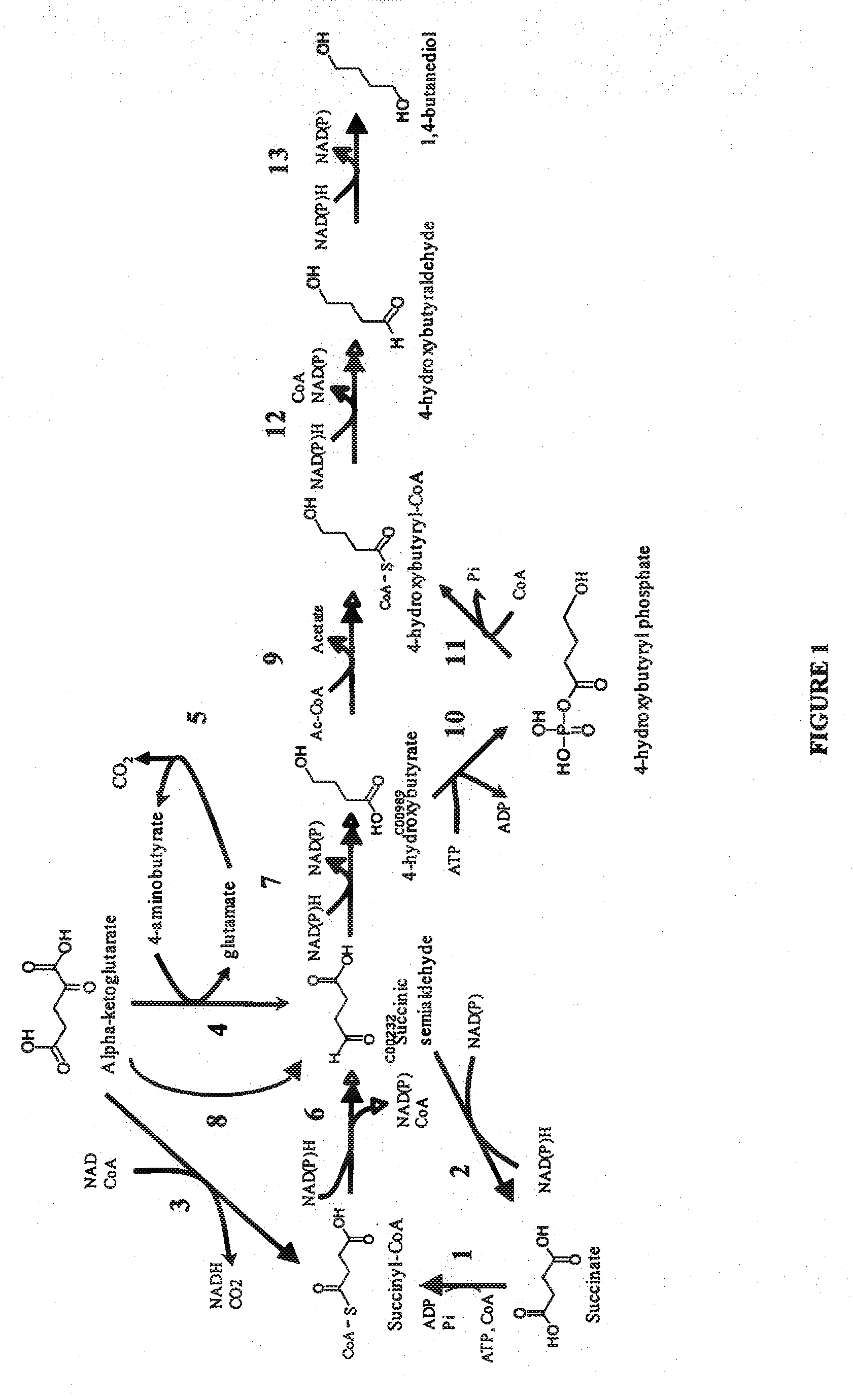 Microorganisms for the production of 1,4-butanediol