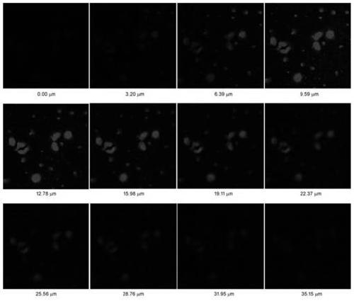 Preparation method of iridium complex and application in biphoton mitochondrial dyes