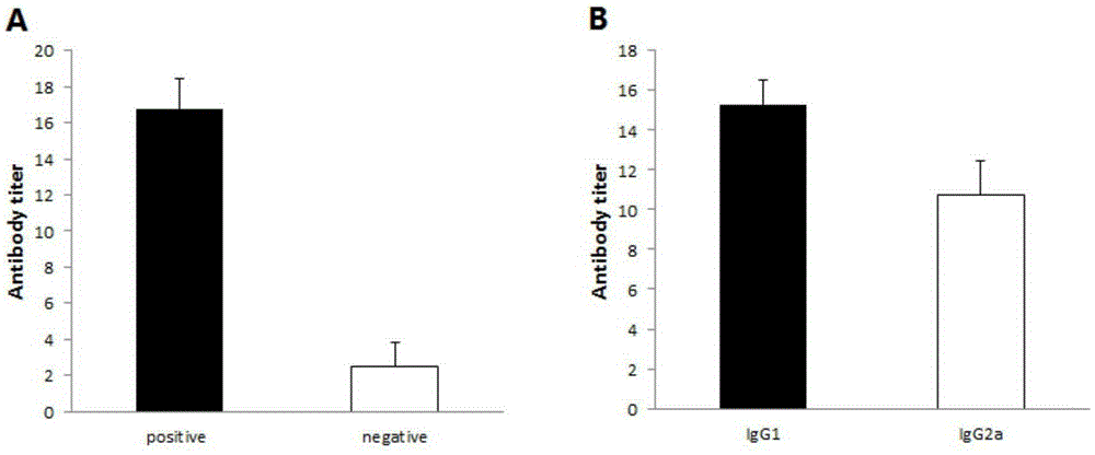 Adhesion antigen SSUST3_1962 of streptococcus suis serotype 3, and preparation method and application thereof