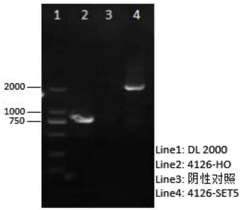 A stress-tolerant recombinant Saccharomyces cerevisiae strain