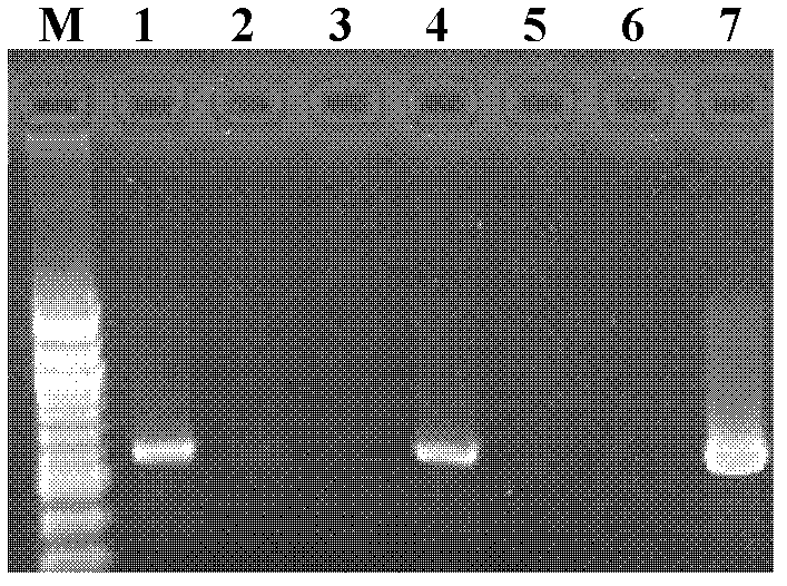 A kind of extraction method of Wolbachia (wolbachia) used for embryo injection transfection