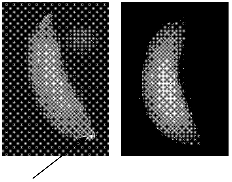 A kind of extraction method of Wolbachia (wolbachia) used for embryo injection transfection