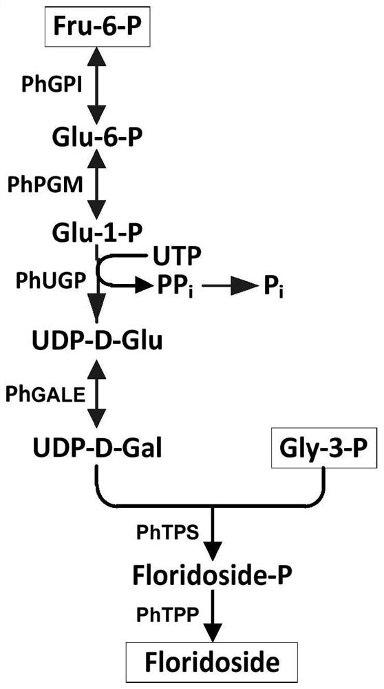 Flory polyglycoside anabolism combined gene and combined enzyme