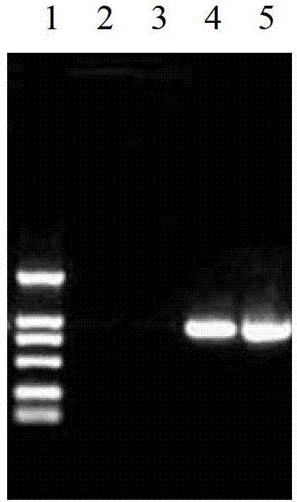 Ectromelia virus GFP (green fluorescent protein) tracer system and application thereof