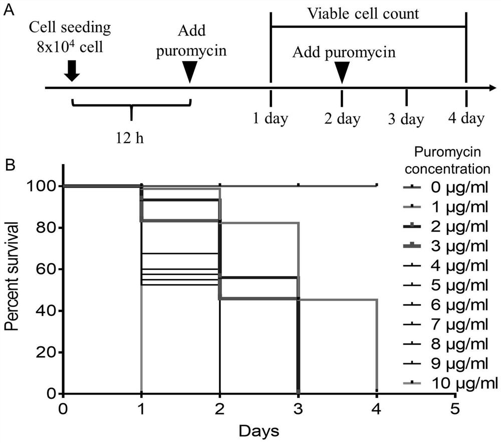 Construction method and application of glioma cell line suitable for two-photon living imaging
