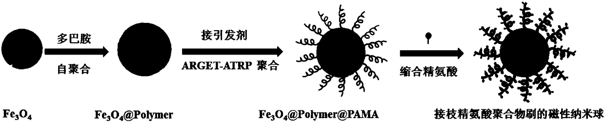 Magnetic nano-sphere grafted with arginine polymer brush, and preparation method and application thereof
