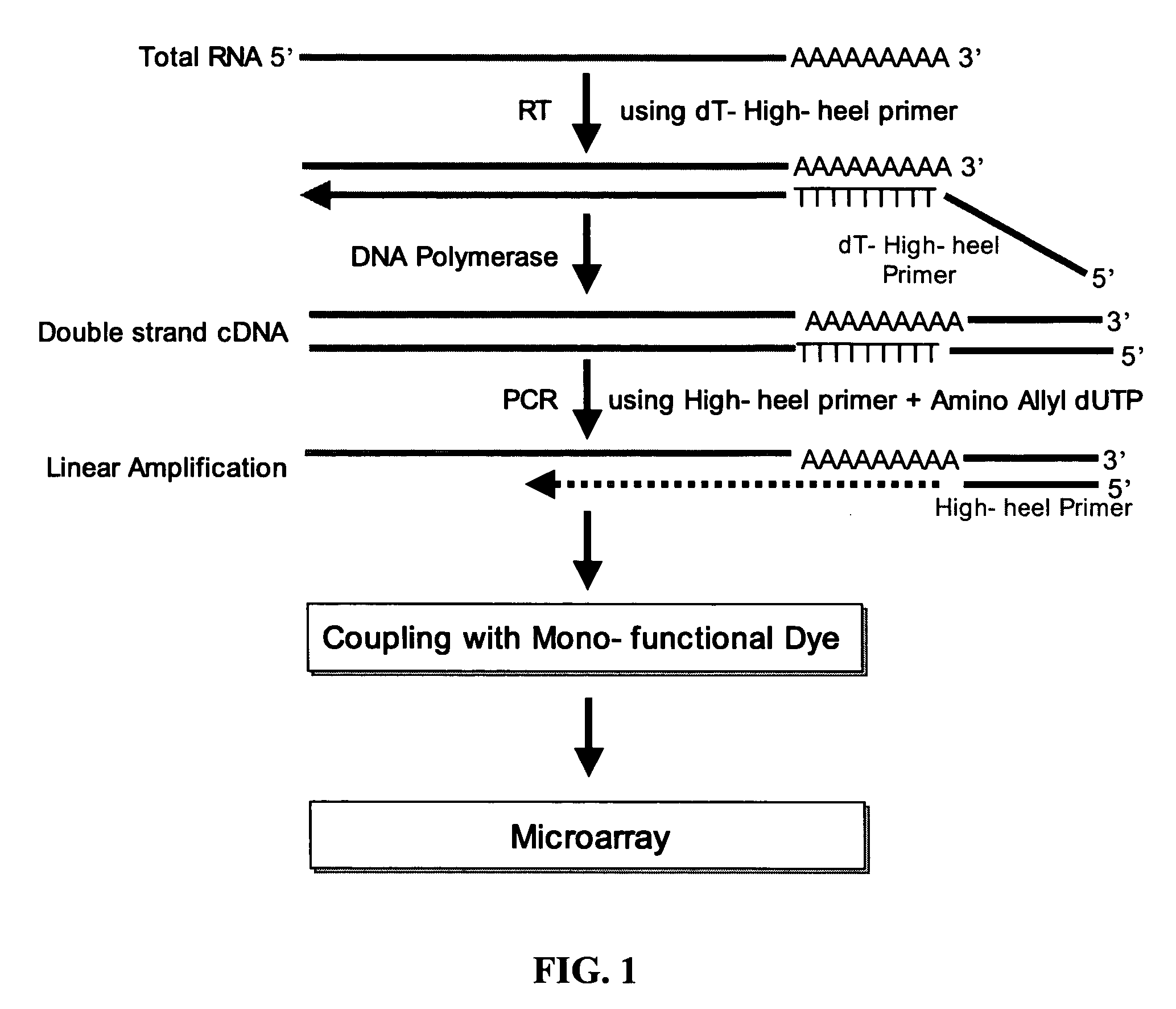 Method for linear amplification of RNA using high-heel primer