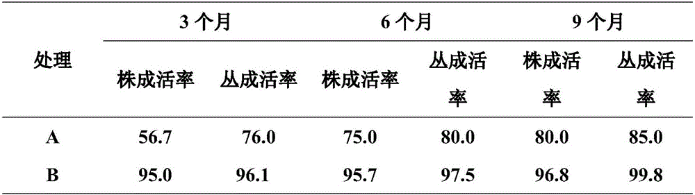 Making method of sweet osmanthus fragrance green tea