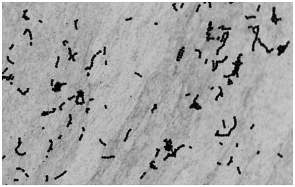 Streptococcus zooepidemicus strain and application thereof