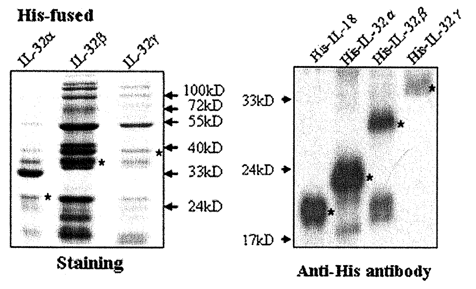 Il-32 monoclonal antibodies and uses thereof
