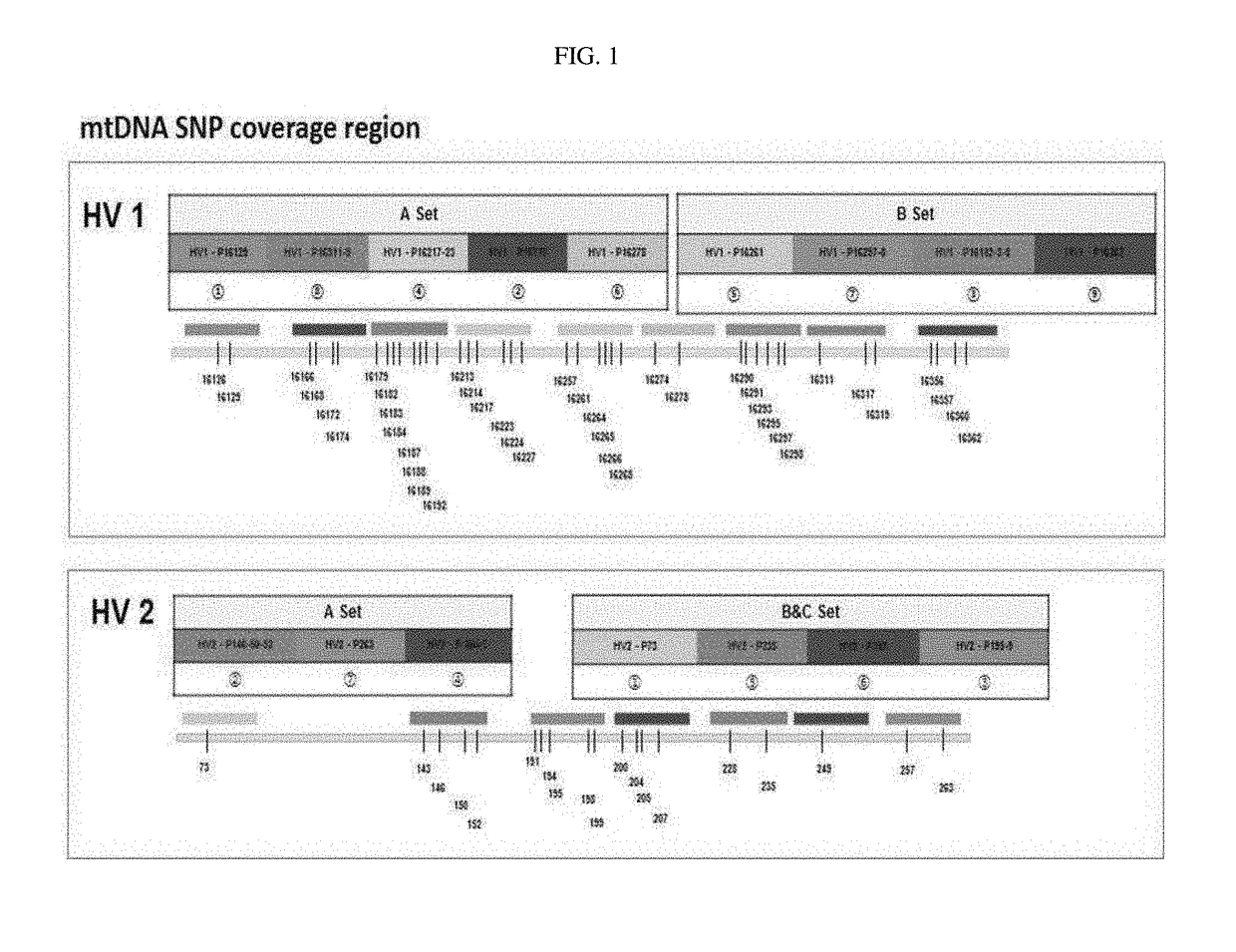 Method for analyzing SNP of mitochondrial DNA using pna probe and melting curve analysis