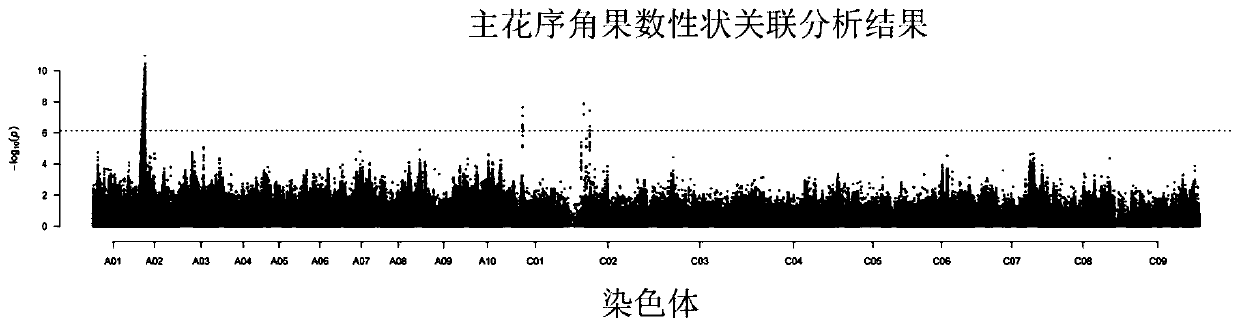 Main effect QTL site of the main inflorescence pod number character of Brassica napus, development of SNP molecular markers and application thereof