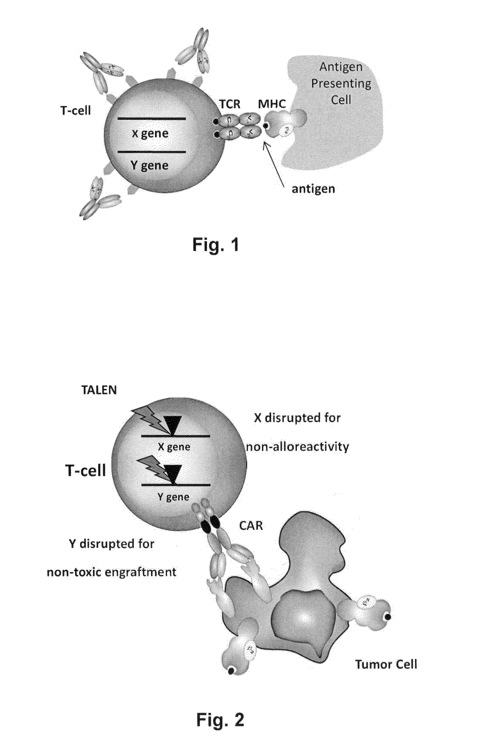 Methods for engineering allogeneic and highly active t cell for immunotherapy