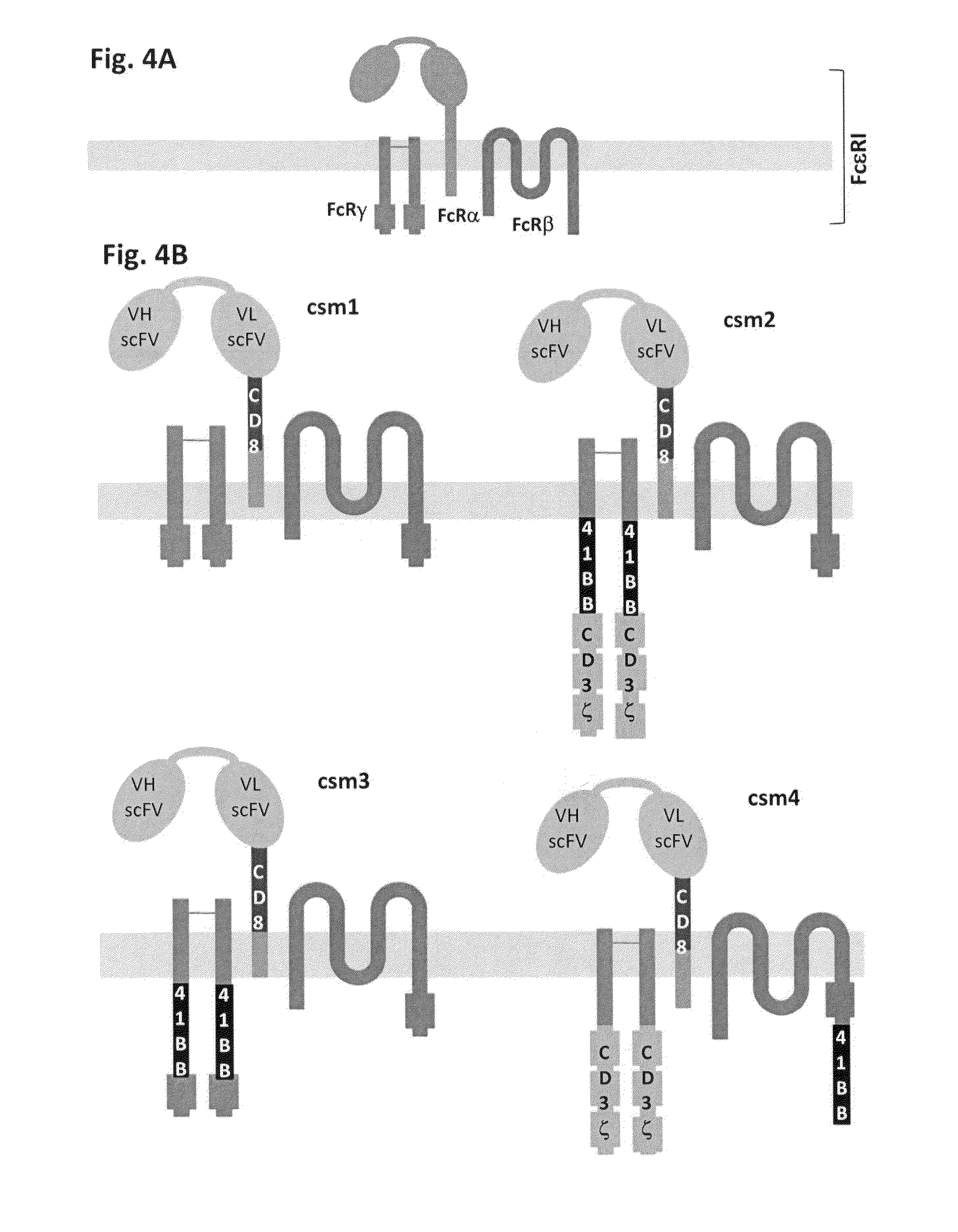 Methods for engineering allogeneic and highly active t cell for immunotherapy