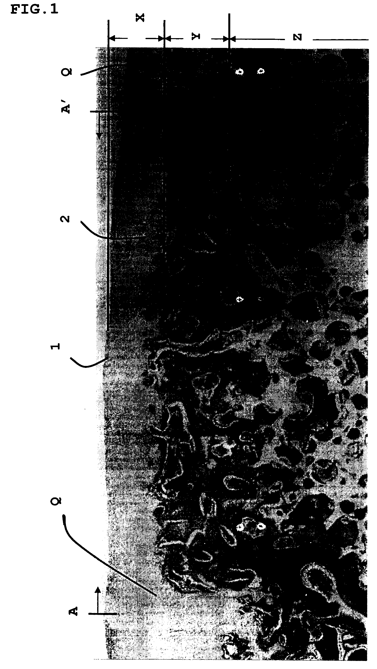 Member for regenerating joint cartilage and process for producing the same, method of regenerating joint cartilage and artificial cartilage for transplantation