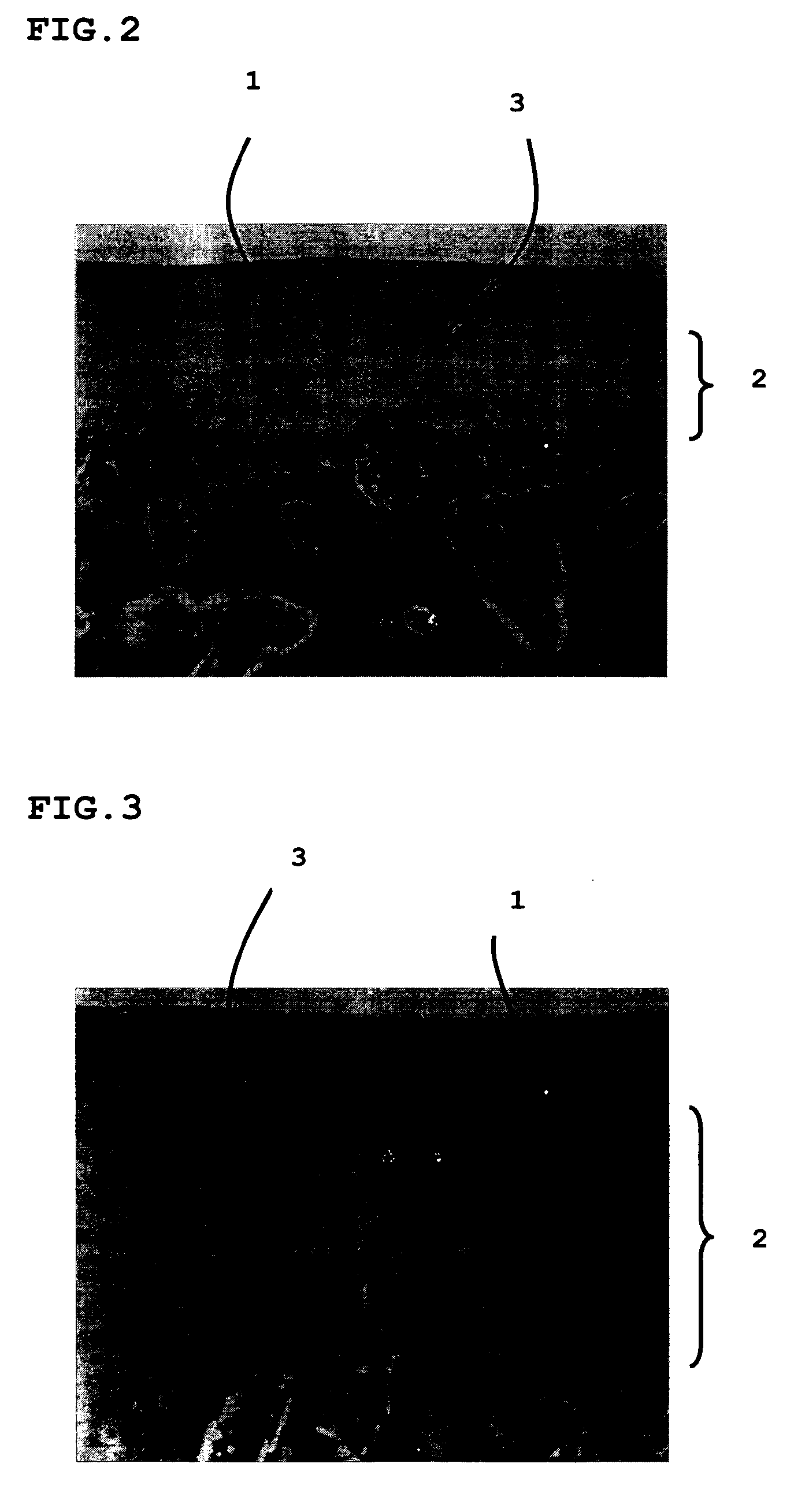 Member for regenerating joint cartilage and process for producing the same, method of regenerating joint cartilage and artificial cartilage for transplantation