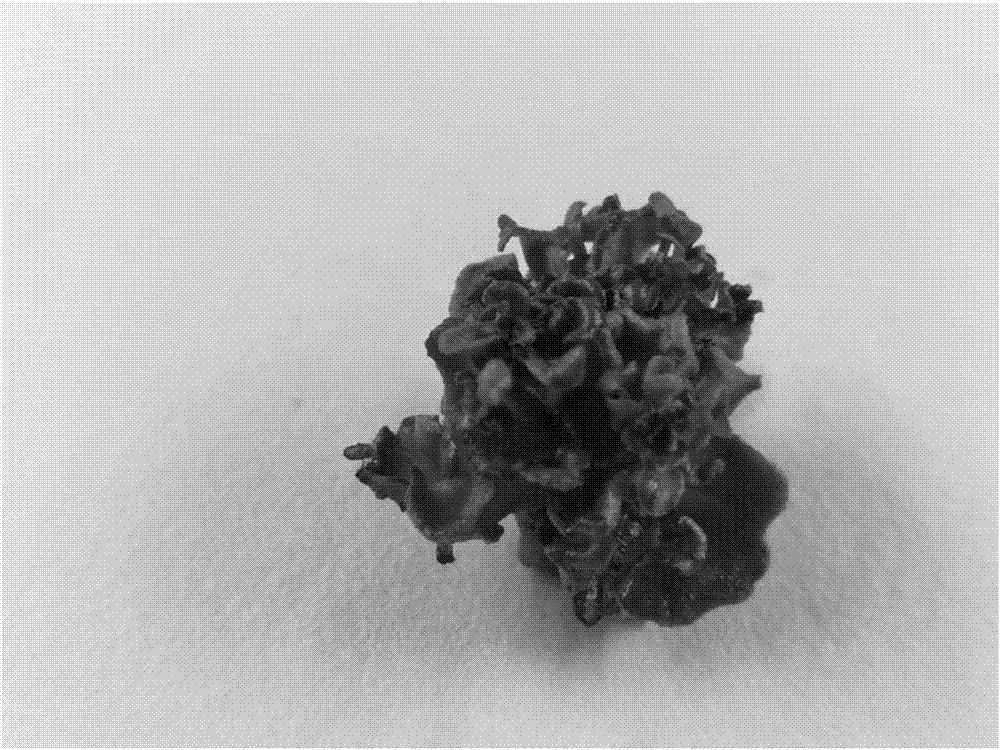 Medium for combination of isolated culture of rhodiola crenulata and isolated culture method