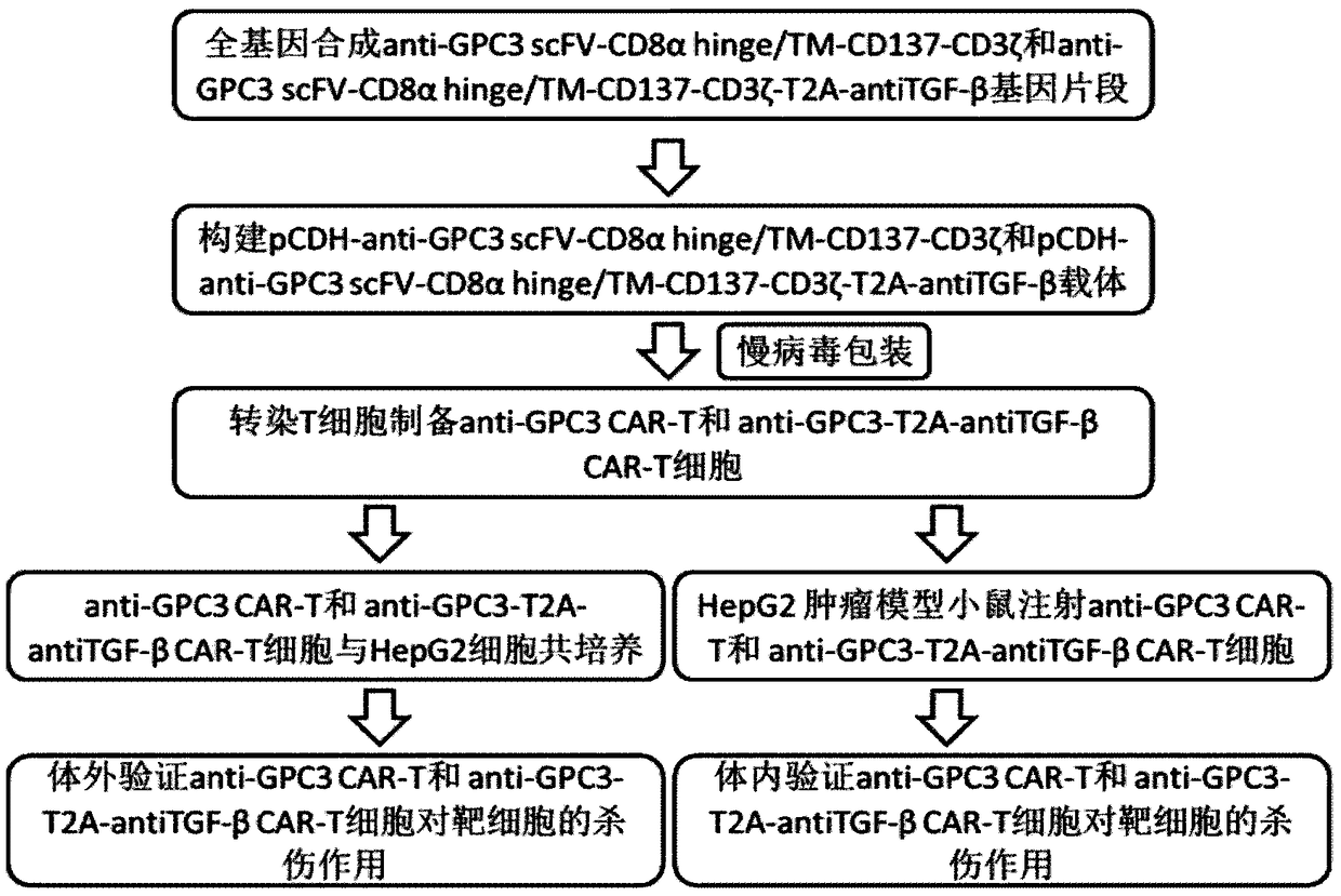 Construction method and application of lentiviral vector for expressing TGF-beta antibody as well as construction method and application of CAR-T cell