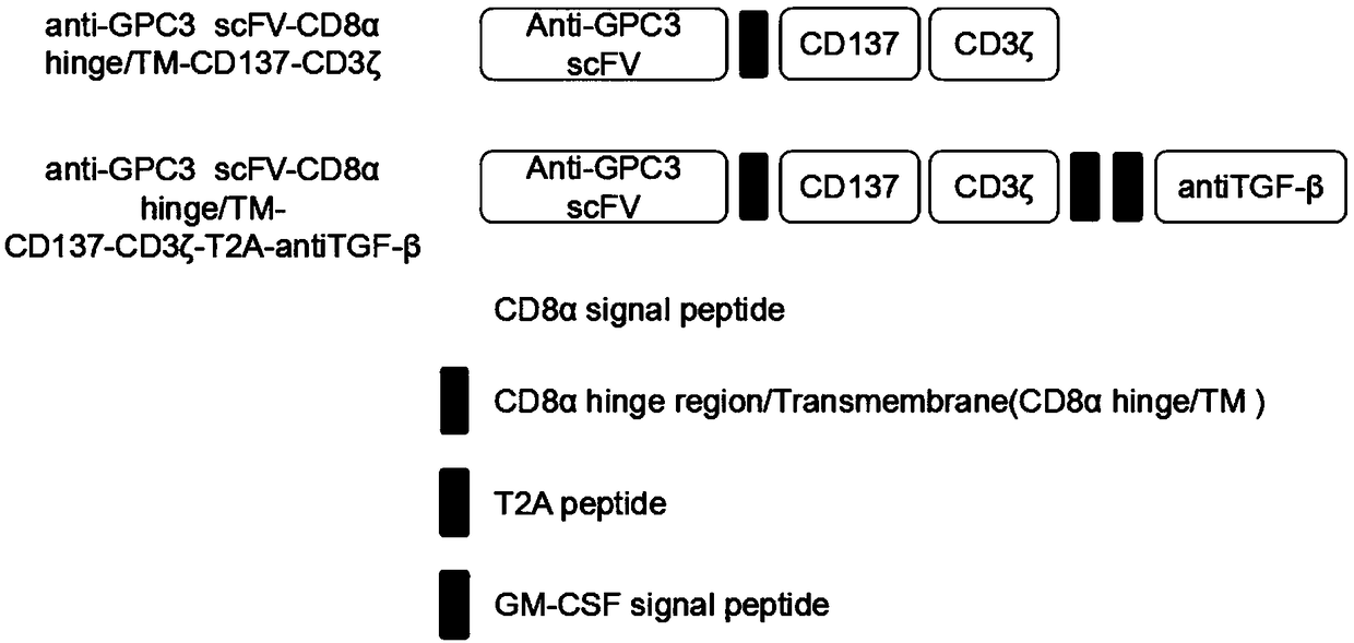 Construction method and application of lentiviral vector for expressing TGF-beta antibody as well as construction method and application of CAR-T cell