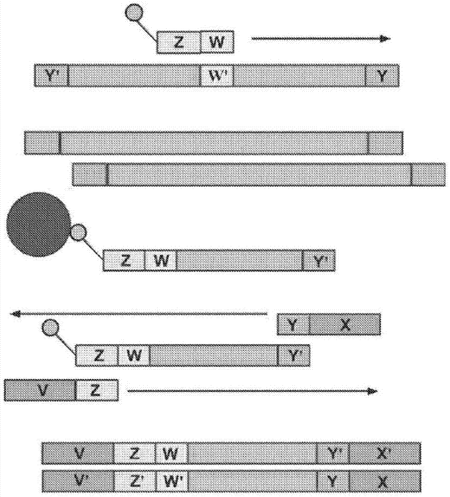 System and methods for detecting genetic variation
