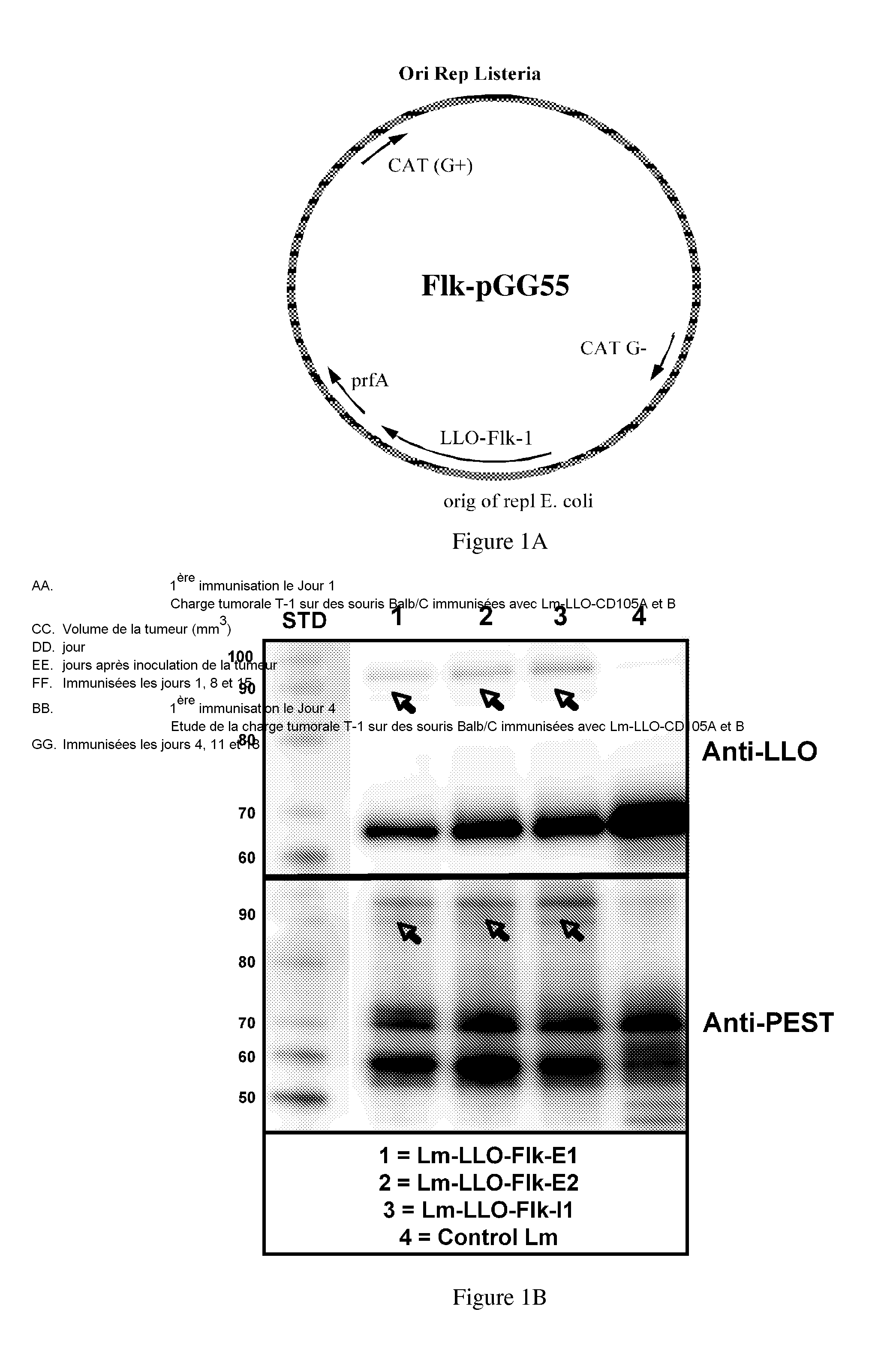 Compositions comprising angiogenic factors and methods of use thereof
