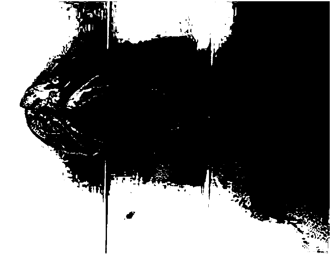 Pharmaceutical composition and feed for treating intussusception disease of grouper and preparation method of pharmaceutical composition and feed