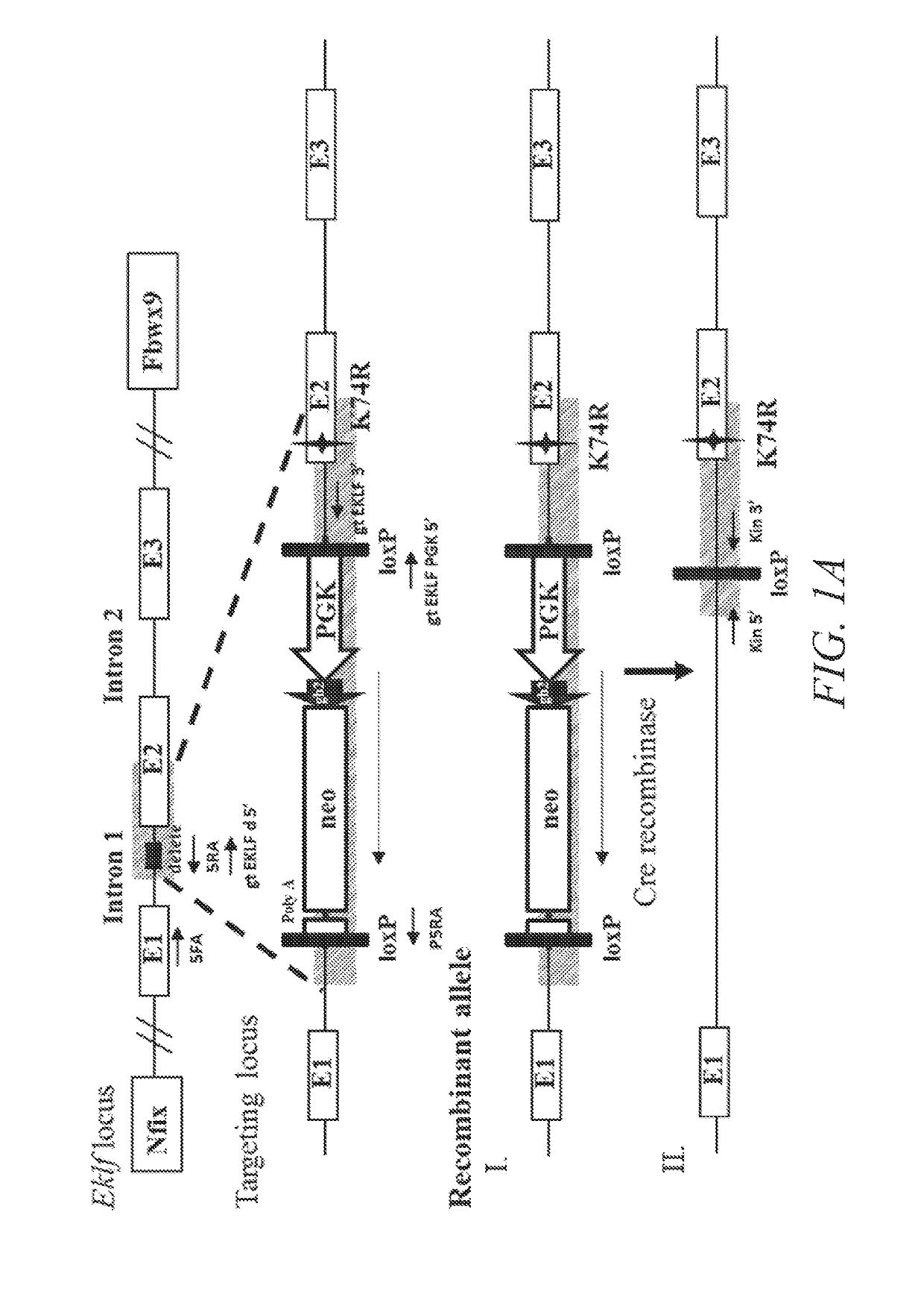 Animal model of longevity and related methods for increasing longevity and inhibiting tumorigenesis