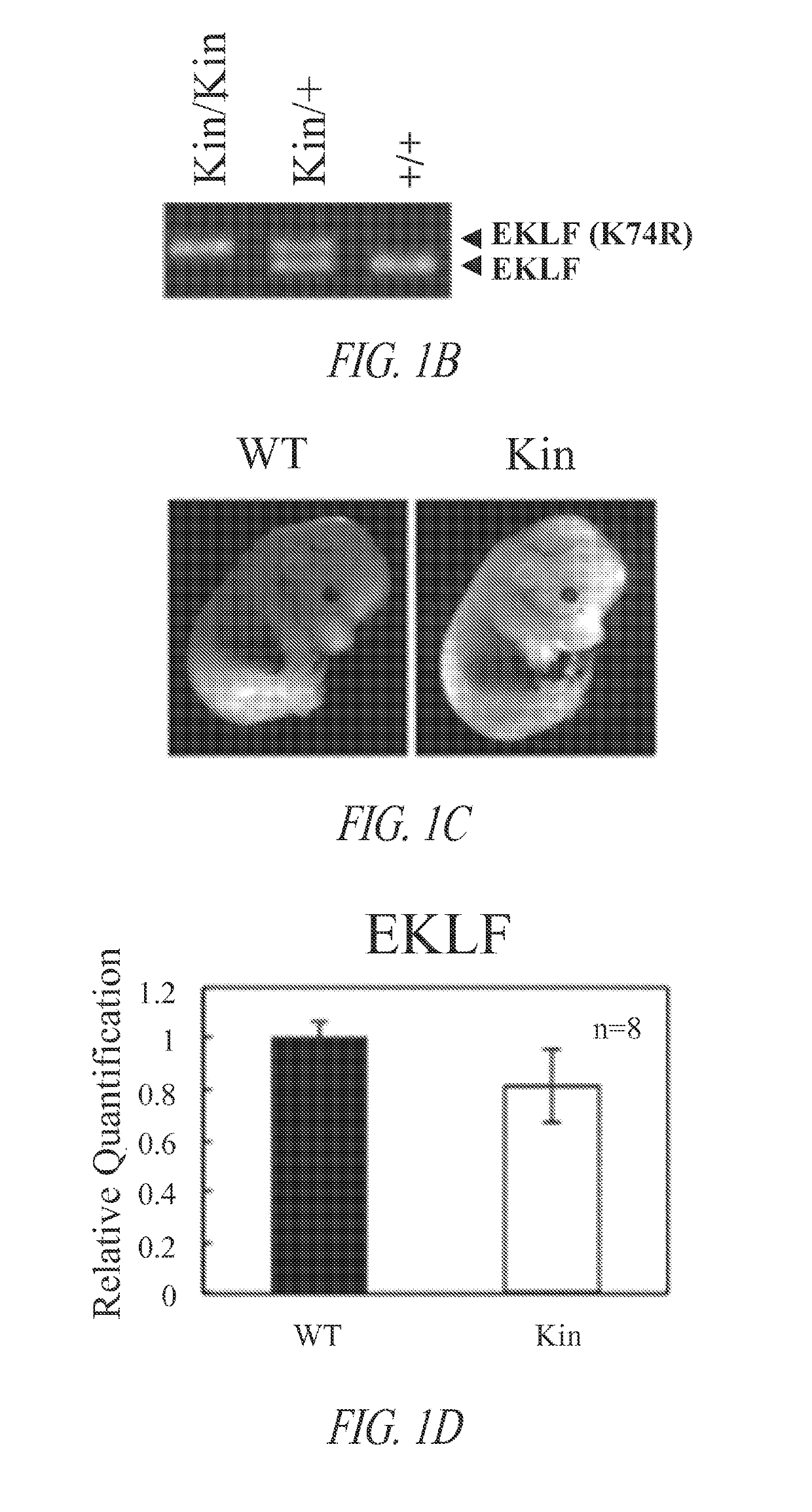 Animal model of longevity and related methods for increasing longevity and inhibiting tumorigenesis