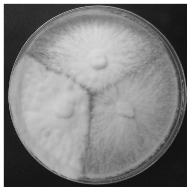 A kind of heat-resistant shiitake mushroom strain and its cultivation method