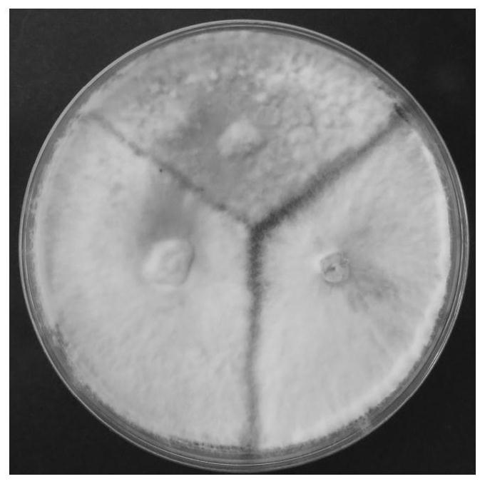 A kind of heat-resistant shiitake mushroom strain and its cultivation method