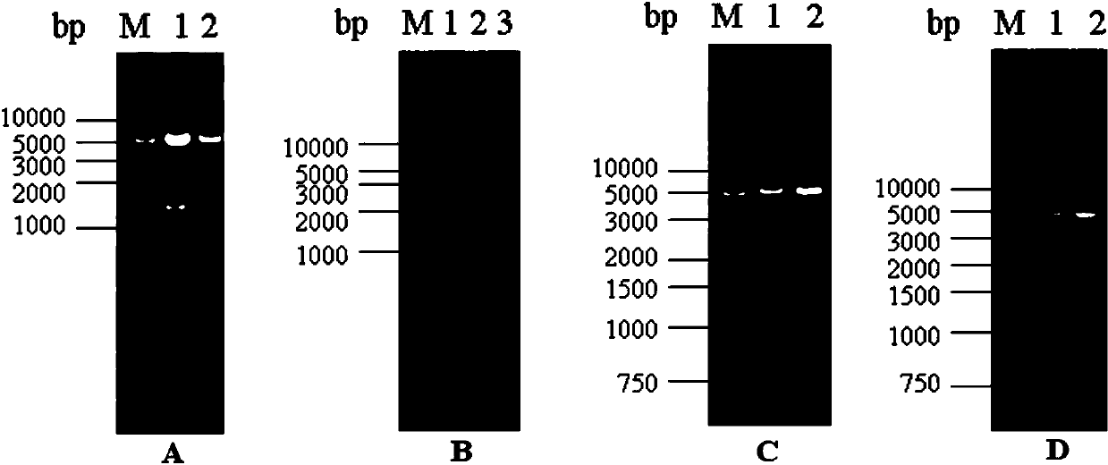 Recombinant S1 protein of novel mutant strain of porcine epidemic diarrhea virus and subunit vaccine of recombinant S1 protein