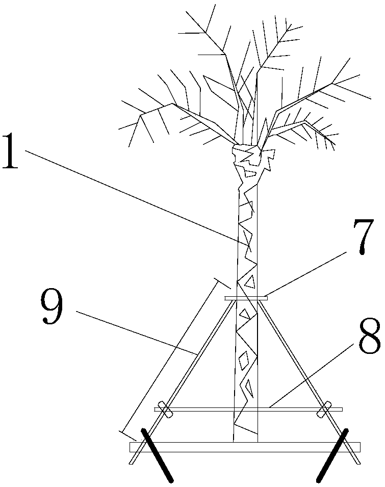 Method for transplanting phoenix canariensis in southern China coastal areas