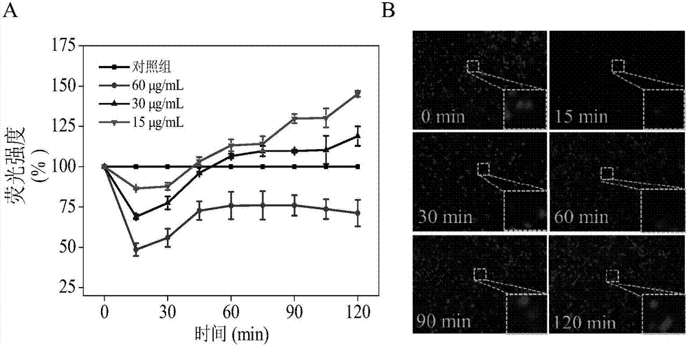 Application of Fenghuang Dancong tea extract in preparation of anti-breast-cancer drugs