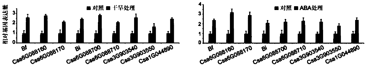 Transcription factor Csa5G157230 participating in regulation of synthesis of cucumber cucurbitacine C and application thereof