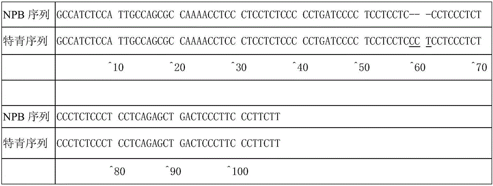 Molecular marker for rice amylose content micro-control genes SSIII-1 and application of molecular marker