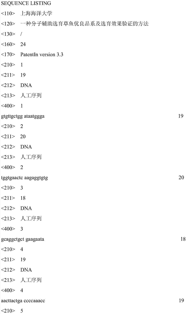 Grass carp excellent line molecule-assisted breeding and breeding effect verification method