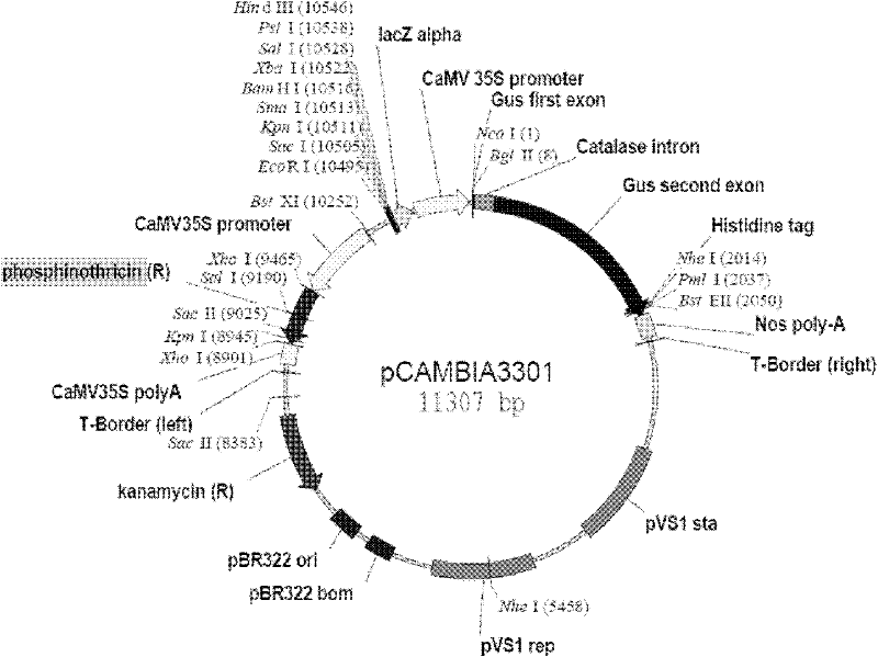 Non tissue culture gene transferring method by using half of peanut seed as acceptor