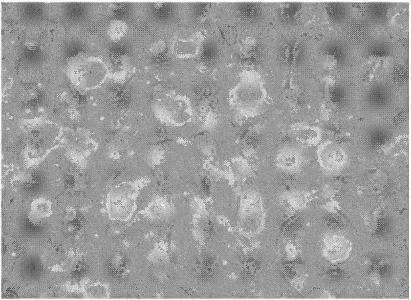 Human induced multipotential stem cells cryopreserved reagent and cryopreserving method thereof