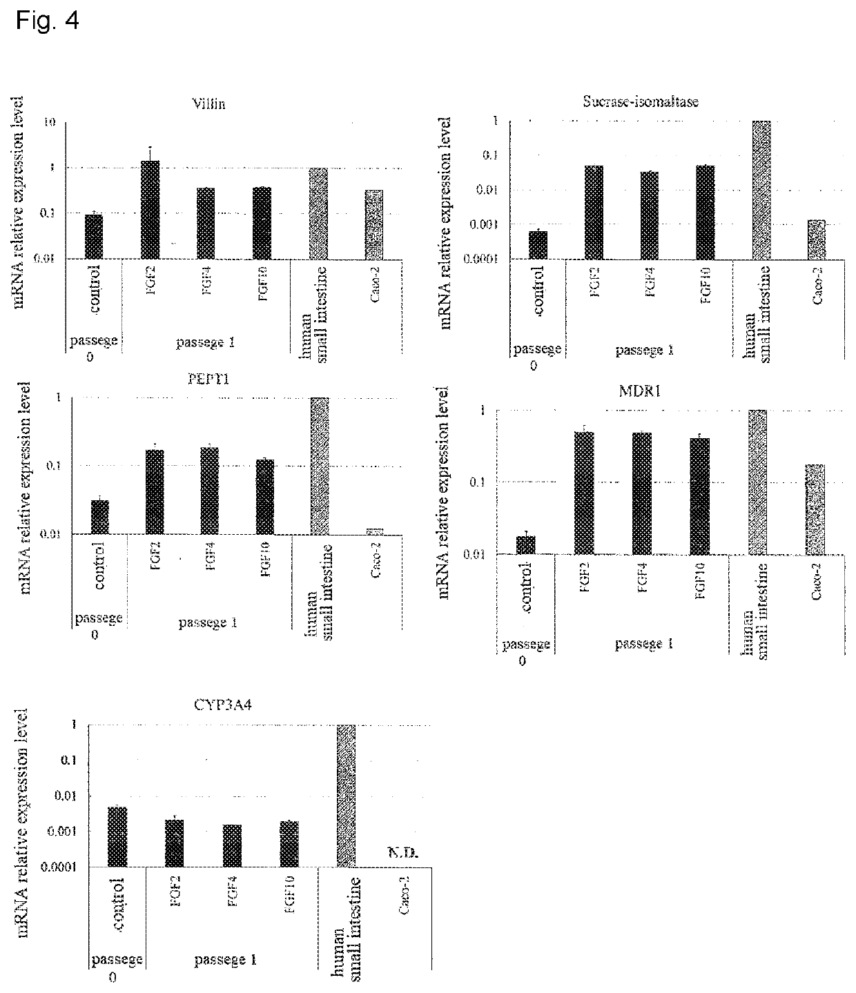 Maintenance culture of induced pluripotent stem cell-derived intestinal stem cells