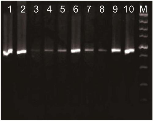 Portunidae mitochondrial COI gene universal primer, design and amplification method thereof