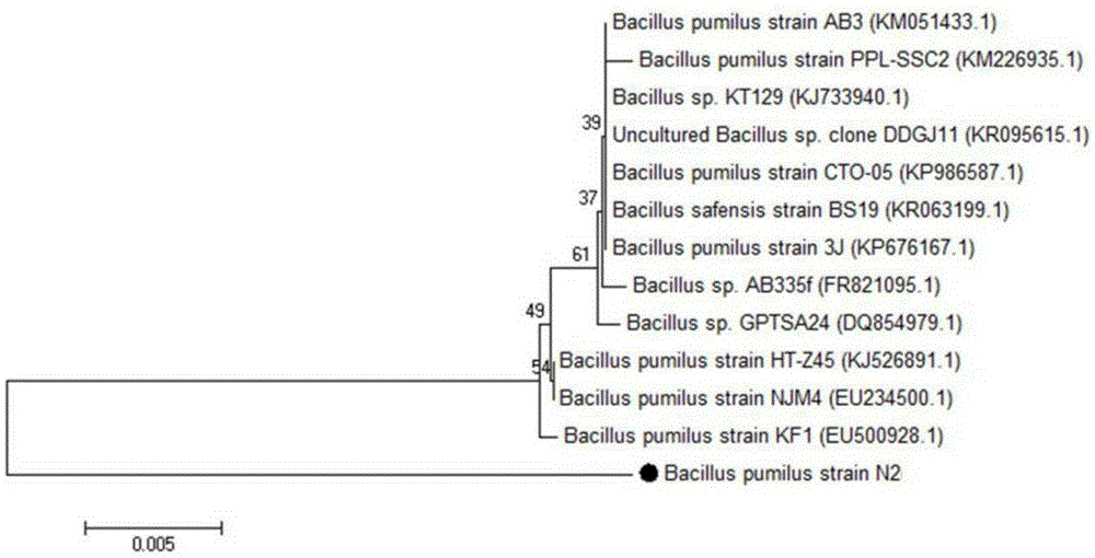 Bacillus pumilus N2 and application thereof