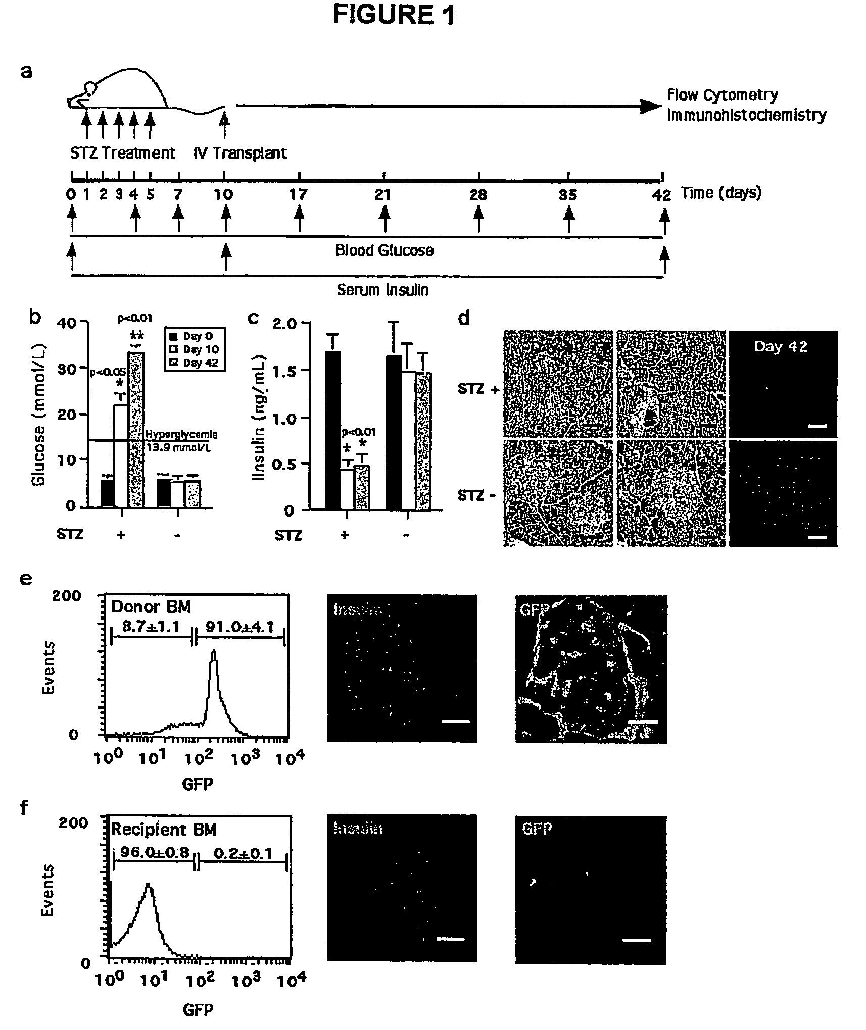 Regeneration initiating cells