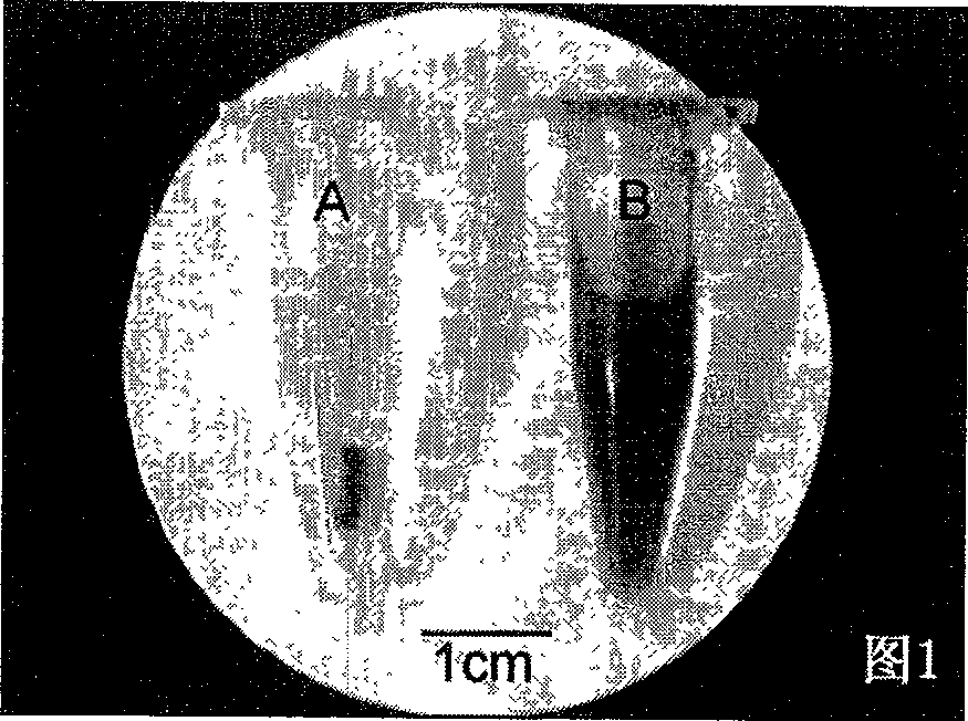 Production method of extracellular matrix engineered catheter containing olfactory ensheathing cells