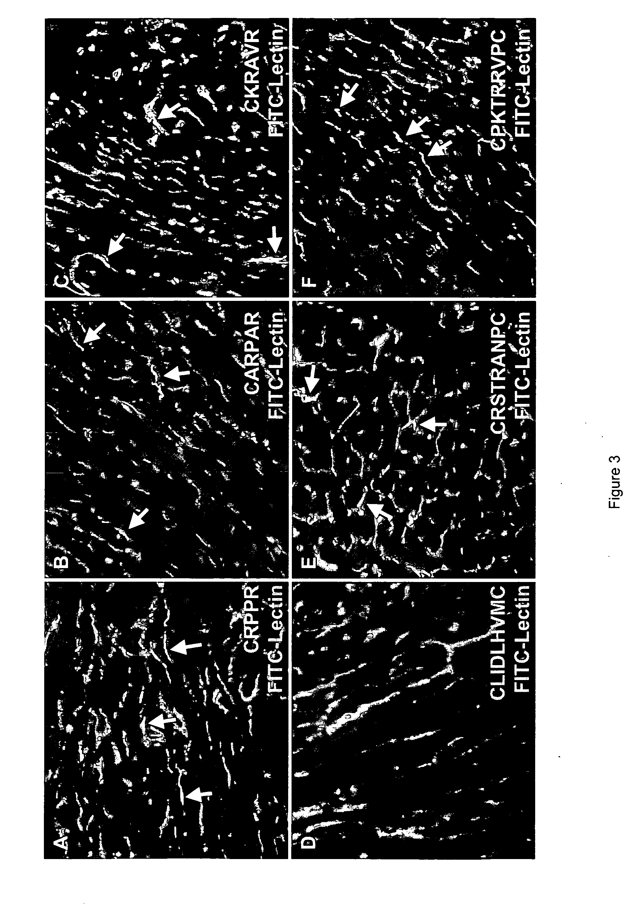 Peptides that selectively home to heart vasculature and related conjugates and methods