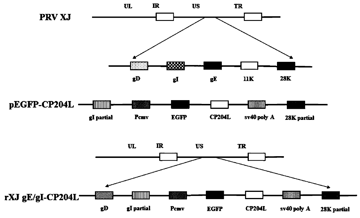 Construction method of PRV gE/gI dual-gene deletion strains for expressing ASFV P30 protein