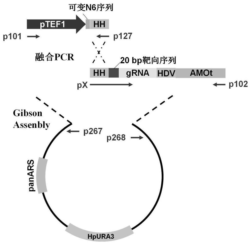 Construction method and application of recombinant hansenula polymorpha