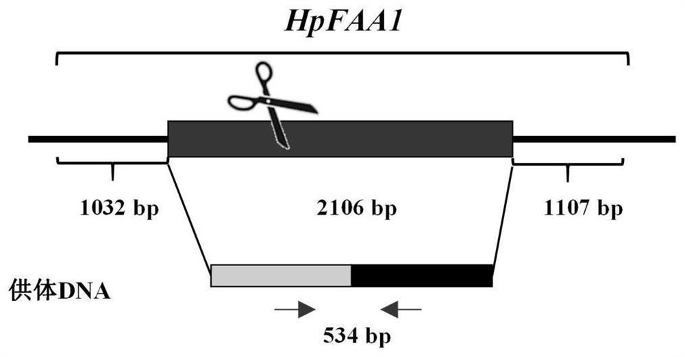 Construction method and application of recombinant hansenula polymorpha