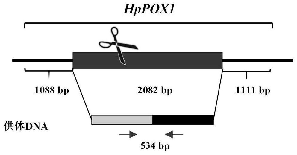 Construction method and application of recombinant hansenula polymorpha