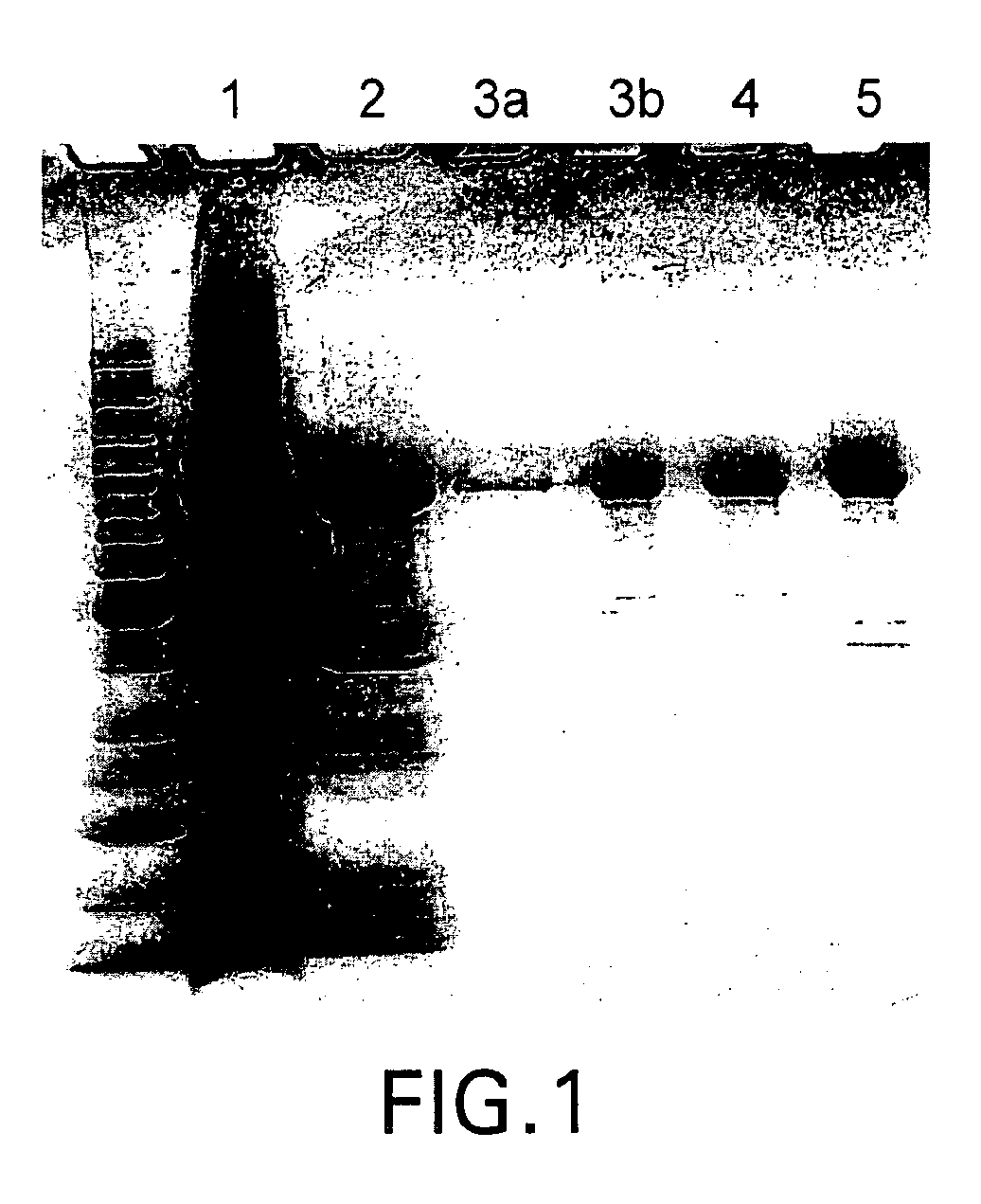 Compositions and Methods for Synthesizing Nucleic Acids