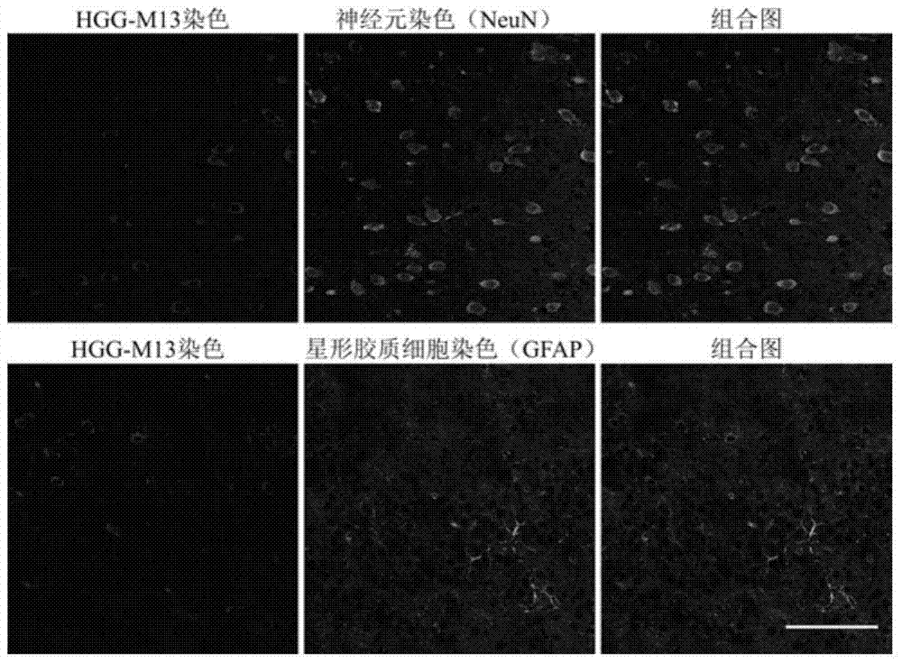 hgg polypeptide specifically binding to ischemic stroke tissue and its application
